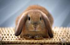 معرفی چند نژاد از محبوب ترین خرگوش ها