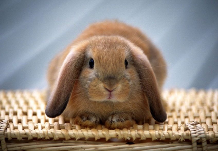 معرفی چند نژاد از محبوب ترین  خرگوش ها