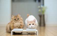 آیا نوشیدن شیر برای گربه مشکل ساز است