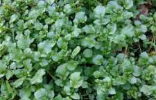 گیاه عشقه و خواص بی نظیرش