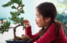 آموزش ساخت و نگهداری بن سای در منزل