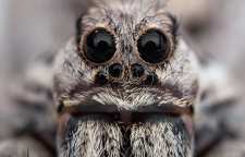 رتیل ها حیوانات خانگی عجیب