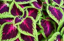 نگهداری صحیح گل حسن یوسف در آپارتمان