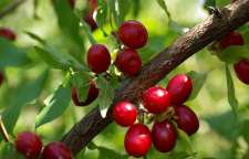 خواص زغال اخته