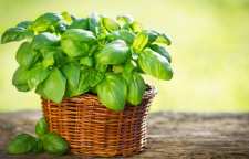 آموزش کاشت گیاه ریحان در آپارتمان