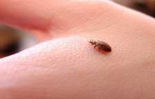 روش های مبارزه با ساس در سفر