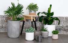 نکات مهم برای زنده نگه داشتن گل های آپارتمانی در فصل سرما