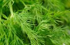 از خواص شوید چه می دانید