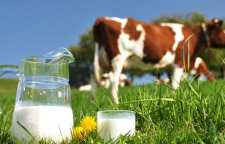 خواص شگفت انگیز شیر گاو