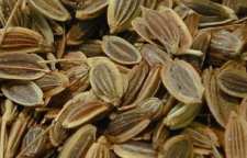 درمان درد قاعدگی با تخم هویج