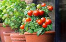 کاشت و پرورش گوجه فرنگی در آپارتمان