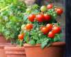 کاشت و پرورش گوجه فرنگی در آپارتمان