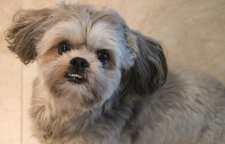 معرفی سگ شیتزو