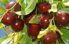 خواص میوه عناب