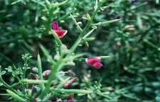 خاصیت سنگ شکنی عرق خارشتر