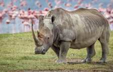 دانستنی های جالب در مورد کرگدن ها