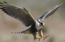 داستان کوتاه چنگیز خان و شاهینش