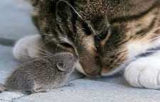 داستان شاه عباس و گربه های تربیت شده