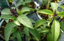 ریحان درمان میگرن و بسیاری از بیماری های دیگر