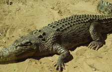 گاندو تمساح پوزه کوتاه ایرانی