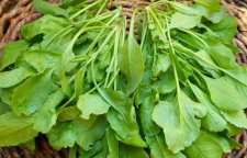 روش کاشت بذر شاهی در آپارتمان