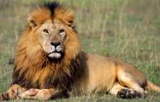 تفسیر داستان شکار رفتن شیر و گرگ و روباه در شعر مولانا