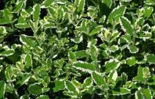 معرفی و روش نگهداری گل برگ نعنایی عطری