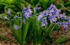 برای کاهش استرس از سنبل هندی استفاده نمایید