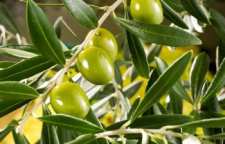 خواص فوق العاده زیتون از نظر تغذیه و درمان