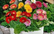 معرفی گل تصفیه کننده هوا ژربرا