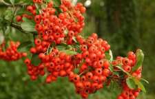 خواص درمانی زالزالک