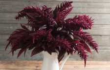 آشنایی با گل زیبای آشلانتوس