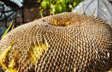 تخمه اردبیلی از سوغاتی های خوشمزه ی اردبیل