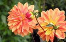 معرفی گل کوکب