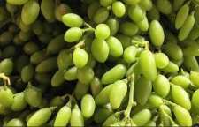 روش تهیه چای غوره