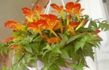 معرفی گل کلومنه آ