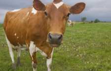 از خواص قلم گاو چه می دانید