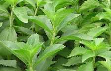 شیرین بیان معجزه ای برای درمان بیماری های معده