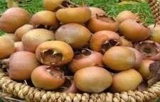 نحوه درست کردن ترشی ازگیل