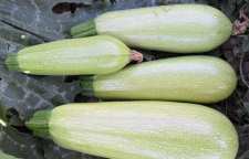 کدو سبز علاوه بر درمان آسم دارای خواص بسیاری است