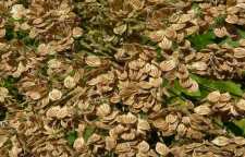 نحوه درست کردن دمنوش چای گلپر