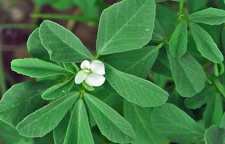 فواید شنبلیله را بشناسیم