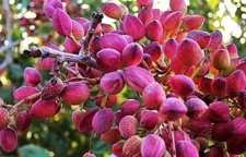 فواید بی نظیر پسته و پوست آن