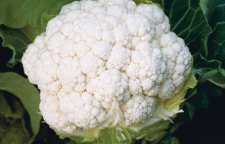 روش های آماده کردن کلم جهت پخت غذا