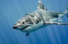 حقایق جالب و خواندنی در مورد کوسه بزرگ سفید