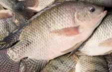 ماهی تیلا پیا دارای چه خواص و مضراتی برای بدن است