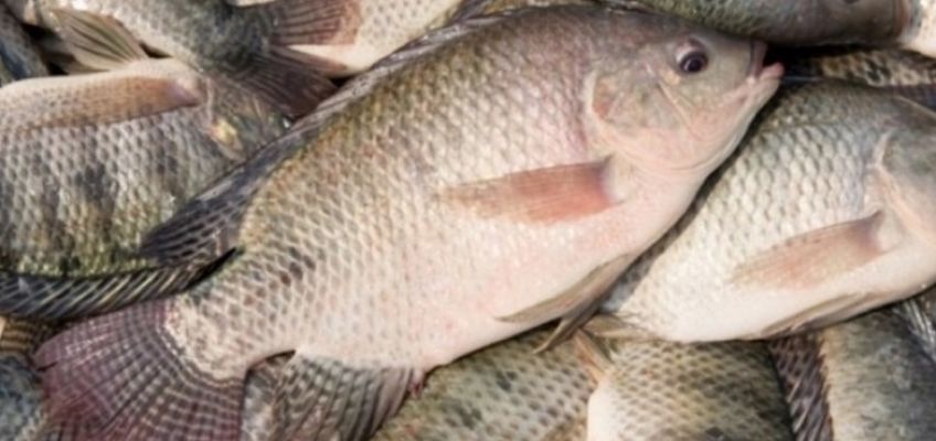 ماهی تیلا پیا دارای چه خواص و مضراتی برای بدن است