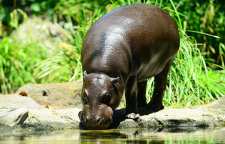 دانستنی های جالب درباره اسب آبی