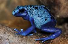 پنج تا از سمی ترین حیوانات شناخته شده جهان