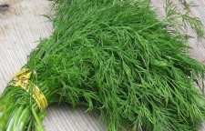 خواص دارویی شوید را بدانیم